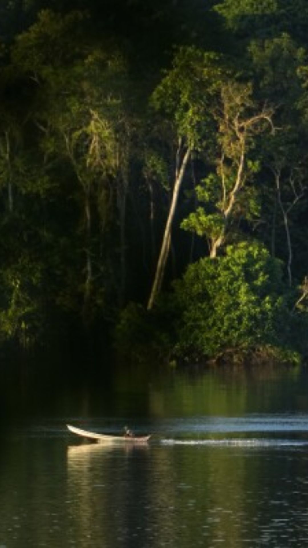 रहस्यों से भरा है दुनिया का सबसे बड़ा जंगल, नाम है Amazon