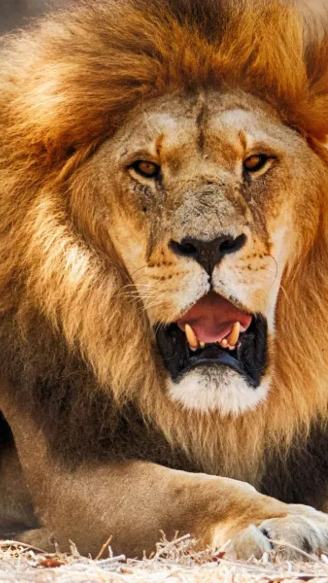 दुनिया का सबसे बड़ा शेर जो था हाथी की तरह विशालकाय , लंबाई थी 11 फीट और वजन 375 किलो