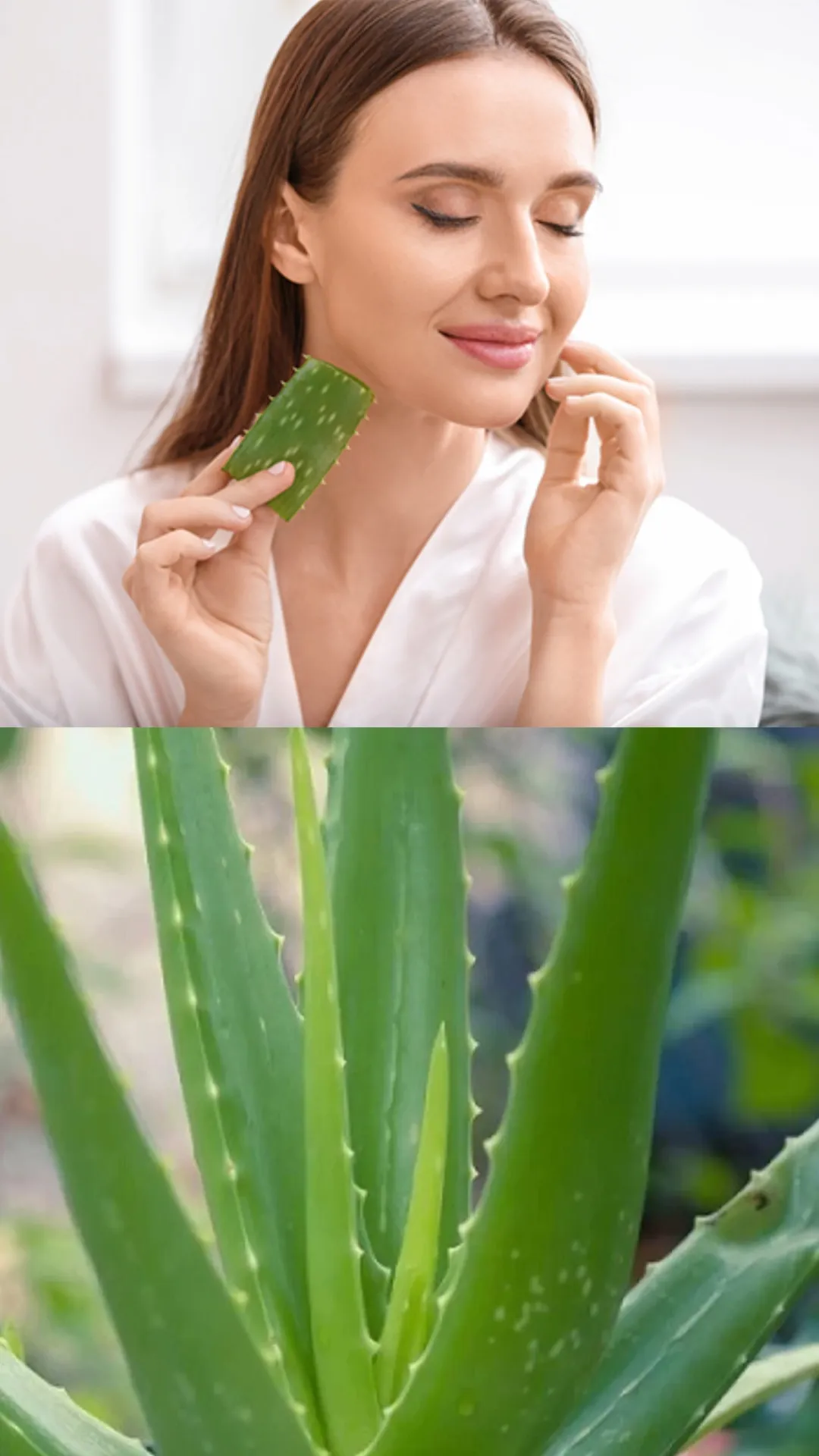 स्किन के लिए अमृत समान है एलोवेरा, जानें कैसे करें इस्तेमाल?