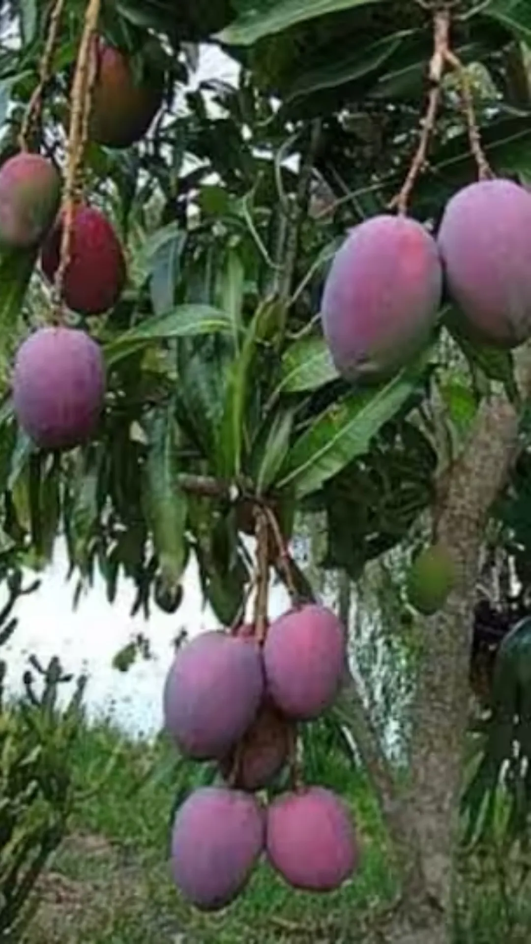 ये है दुनिया का सबसे महंगा आम, 2 लाख से भी ज्यादा है दाम
