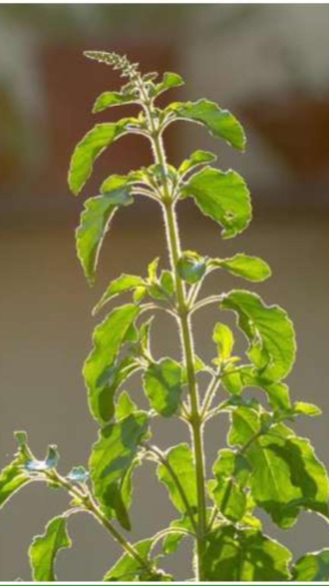 गुरुवार के दिन तुलसी में चढ़ाएं दूध, दूर होंगी ये समस्याएं 