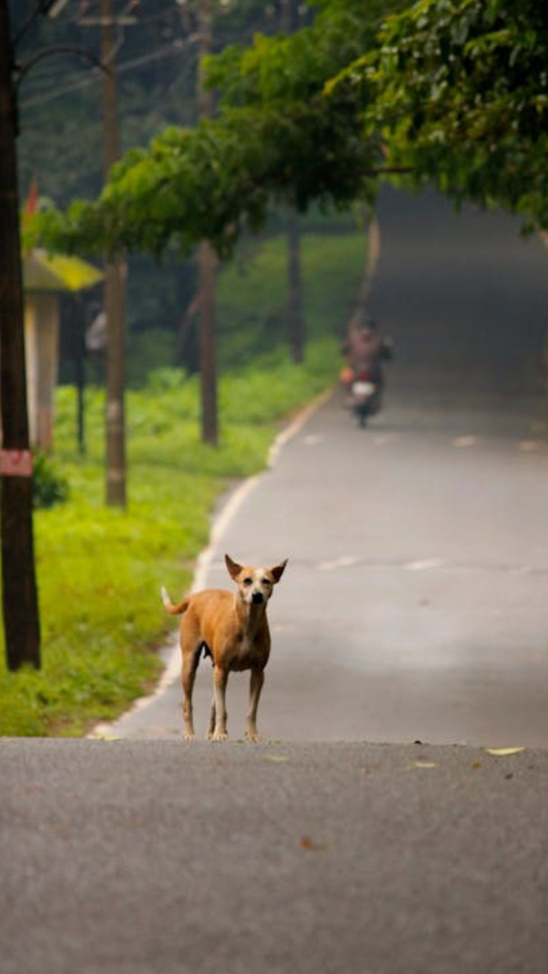 कार और बाइक के पीछे क्यों भागते हैं कुत्ते? 