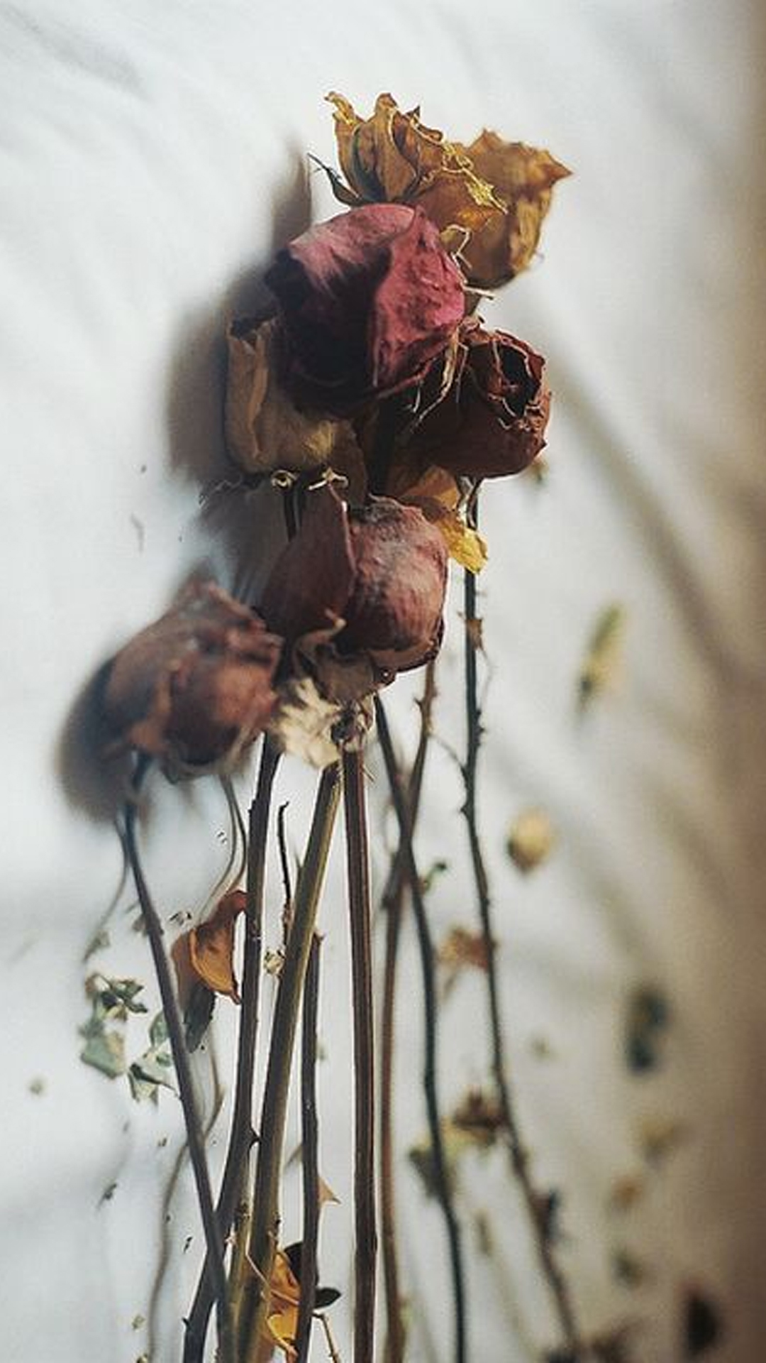 Следы на увядших цветах 7 глава. Увядший цветок в книге. Цветок завял. Следы на увядших цветах 7 глава. Следы на увядших цветах 7 глава.