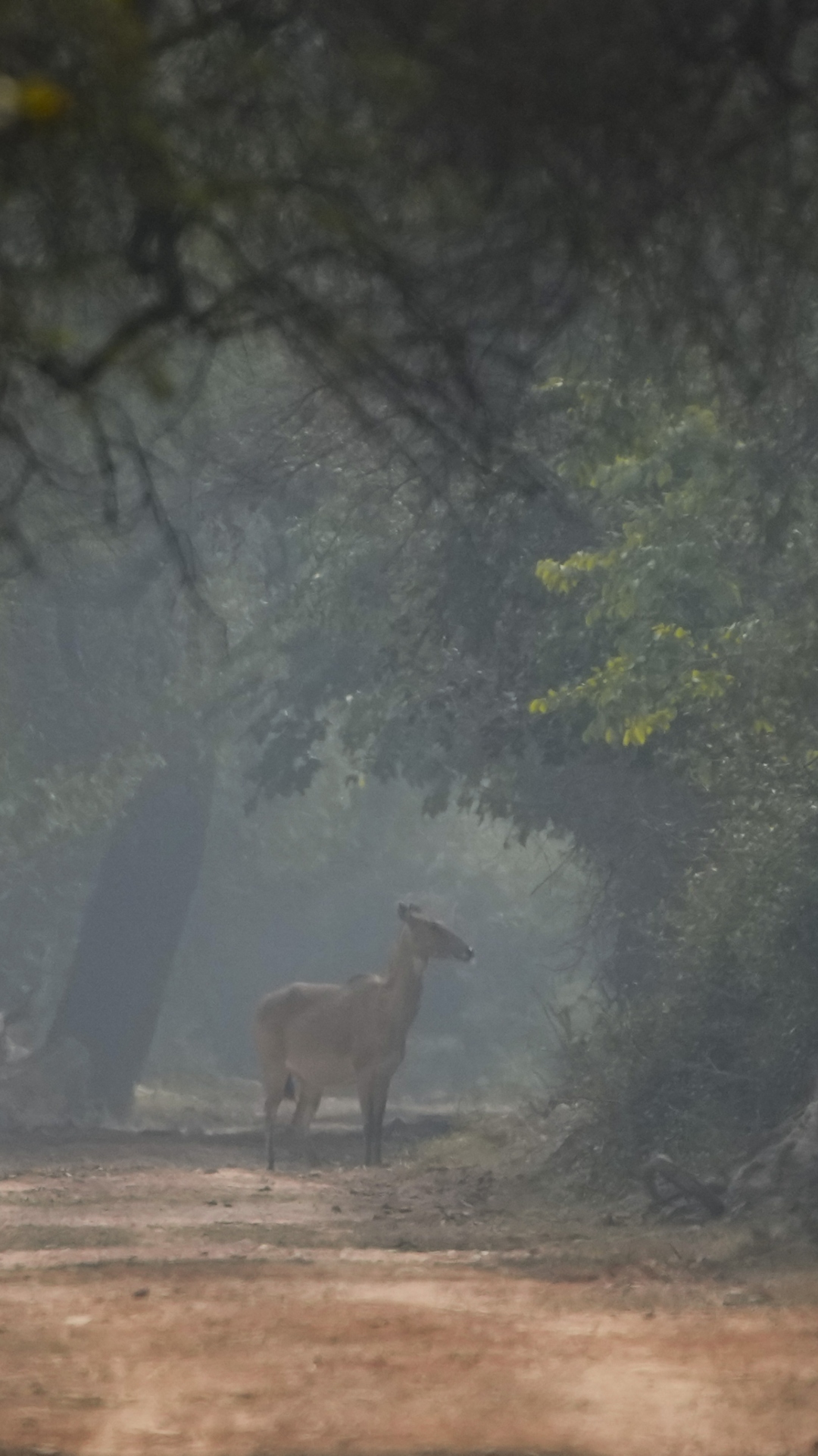 दिल्ली का राजकीय पशु क्या है ?