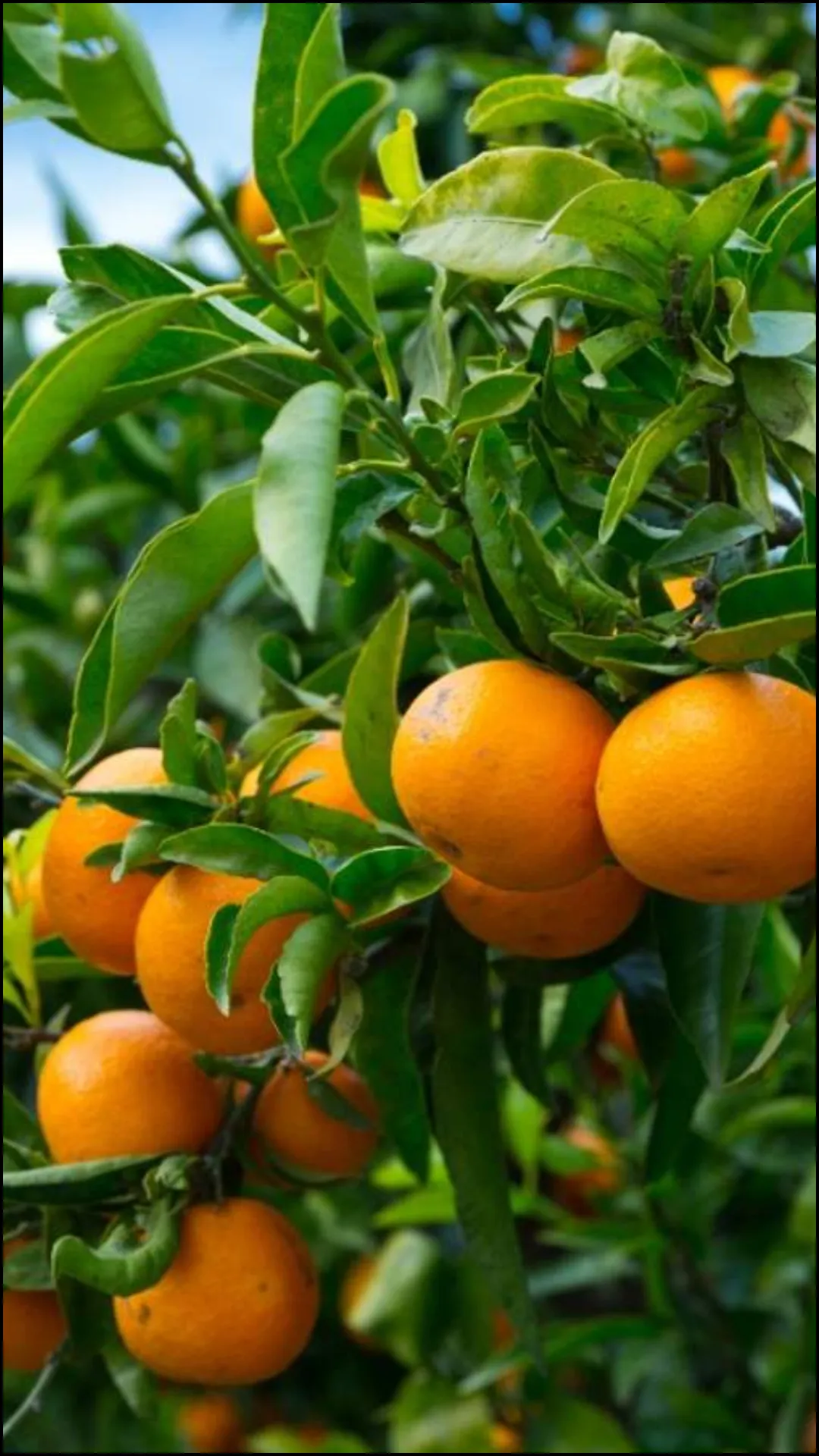 किन्नू की तासीर ठंडी होती है या गरम? - India TV Hindi