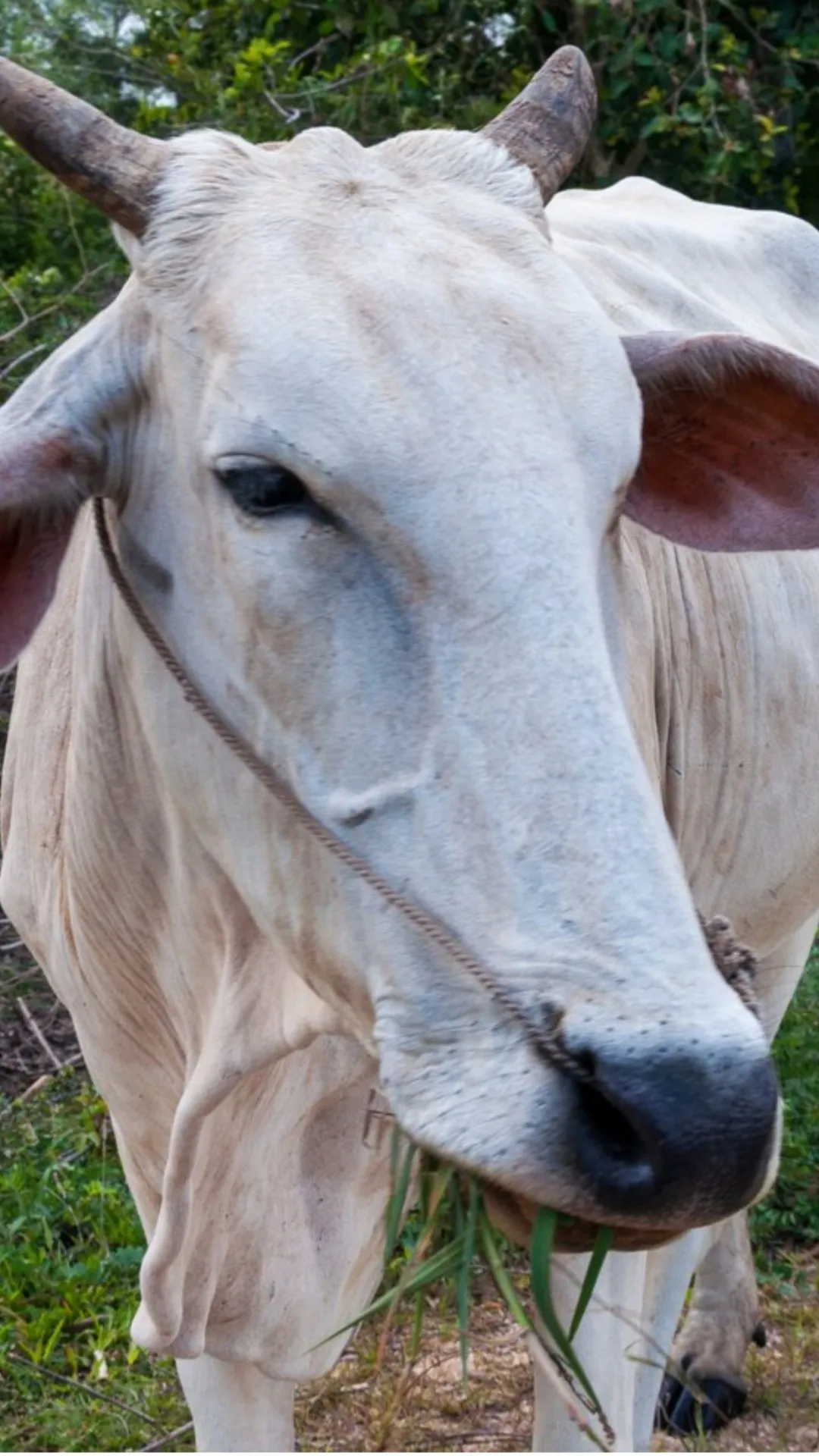 गाय को क्या खिलाने से धन की प्राप्ति होती है? जानें