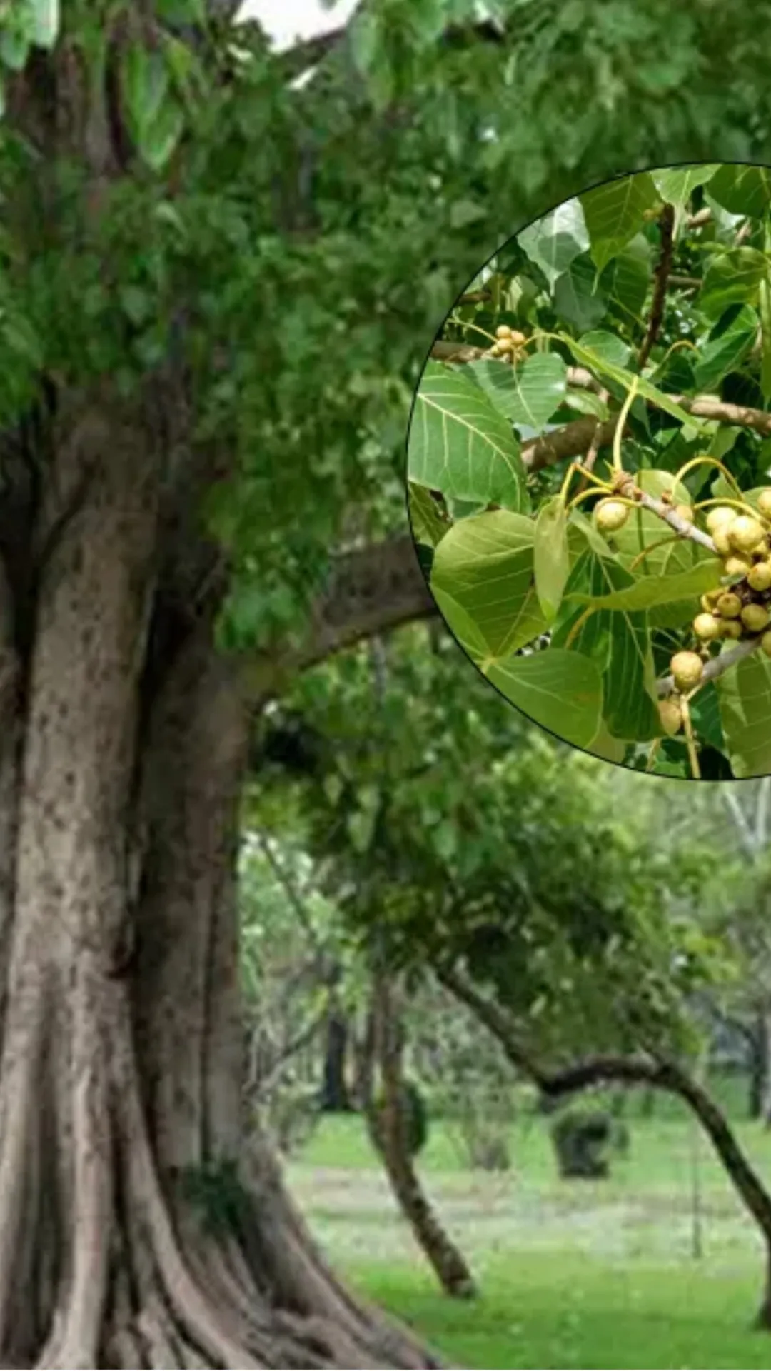 पीपल की कितनी परिक्रमा करनी चाहिए? जानें