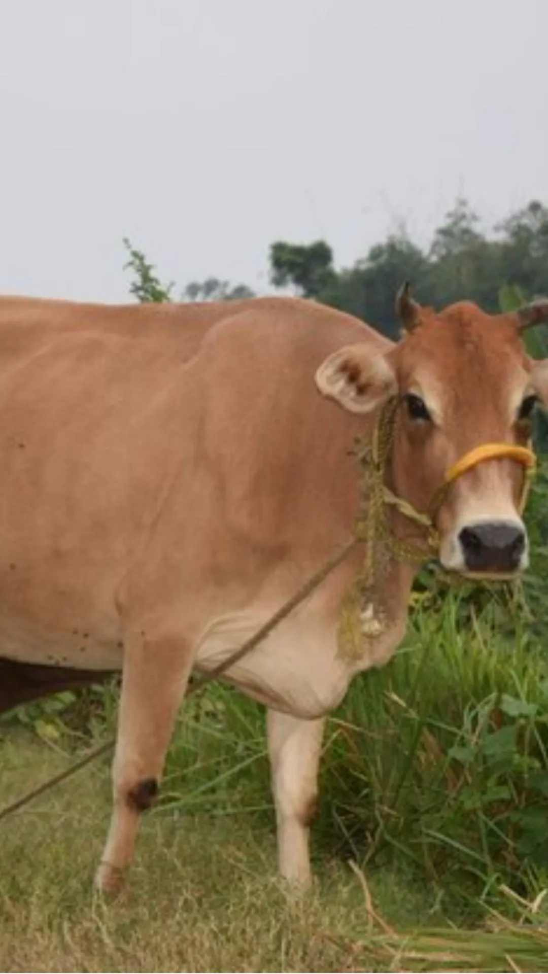 गाय को बासी रोटी खिलाने से क्या होता है? यहां जानिए