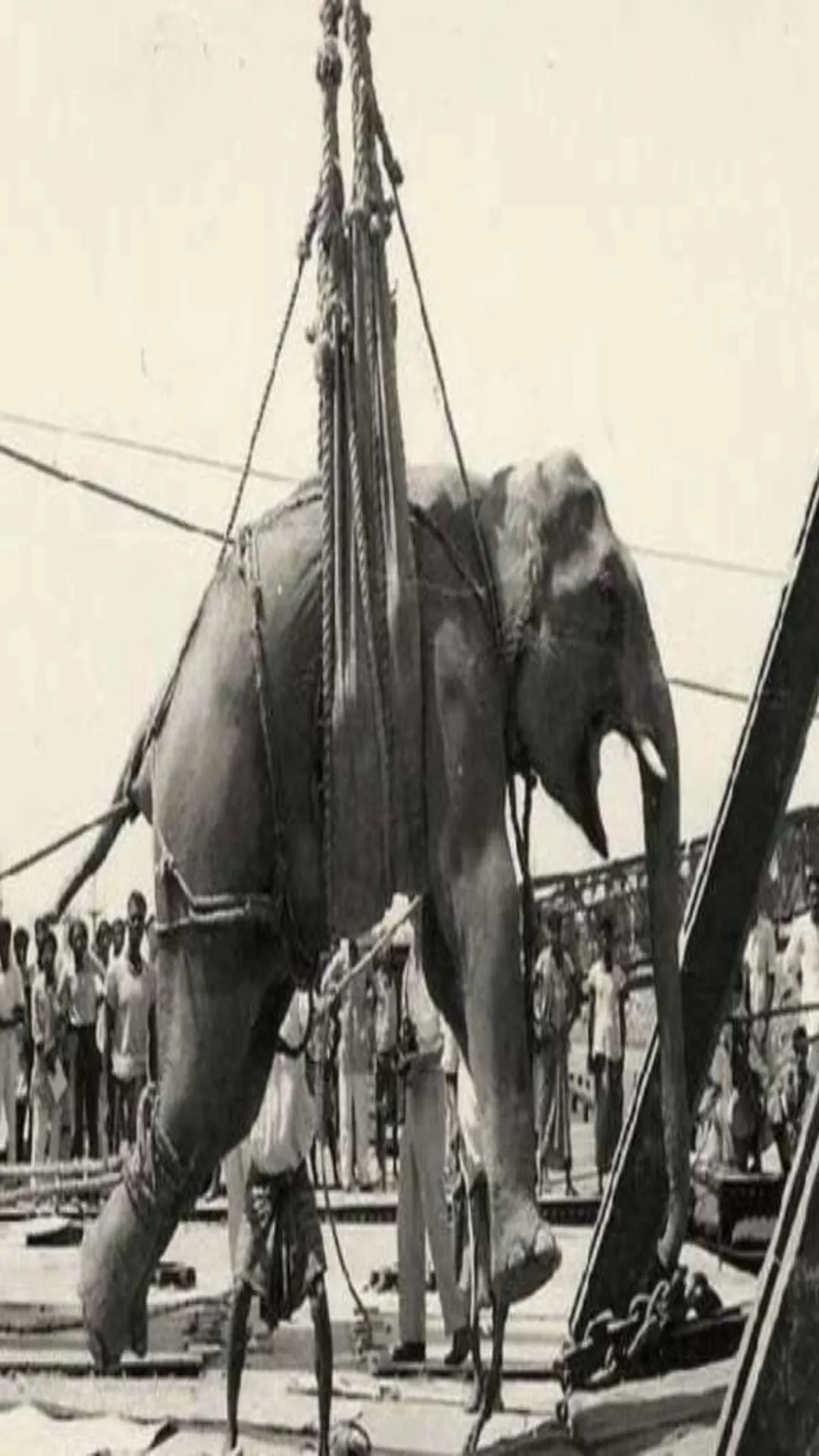 इतिहास का वो दिन जब एक हाथी को दी गई थी फांसी