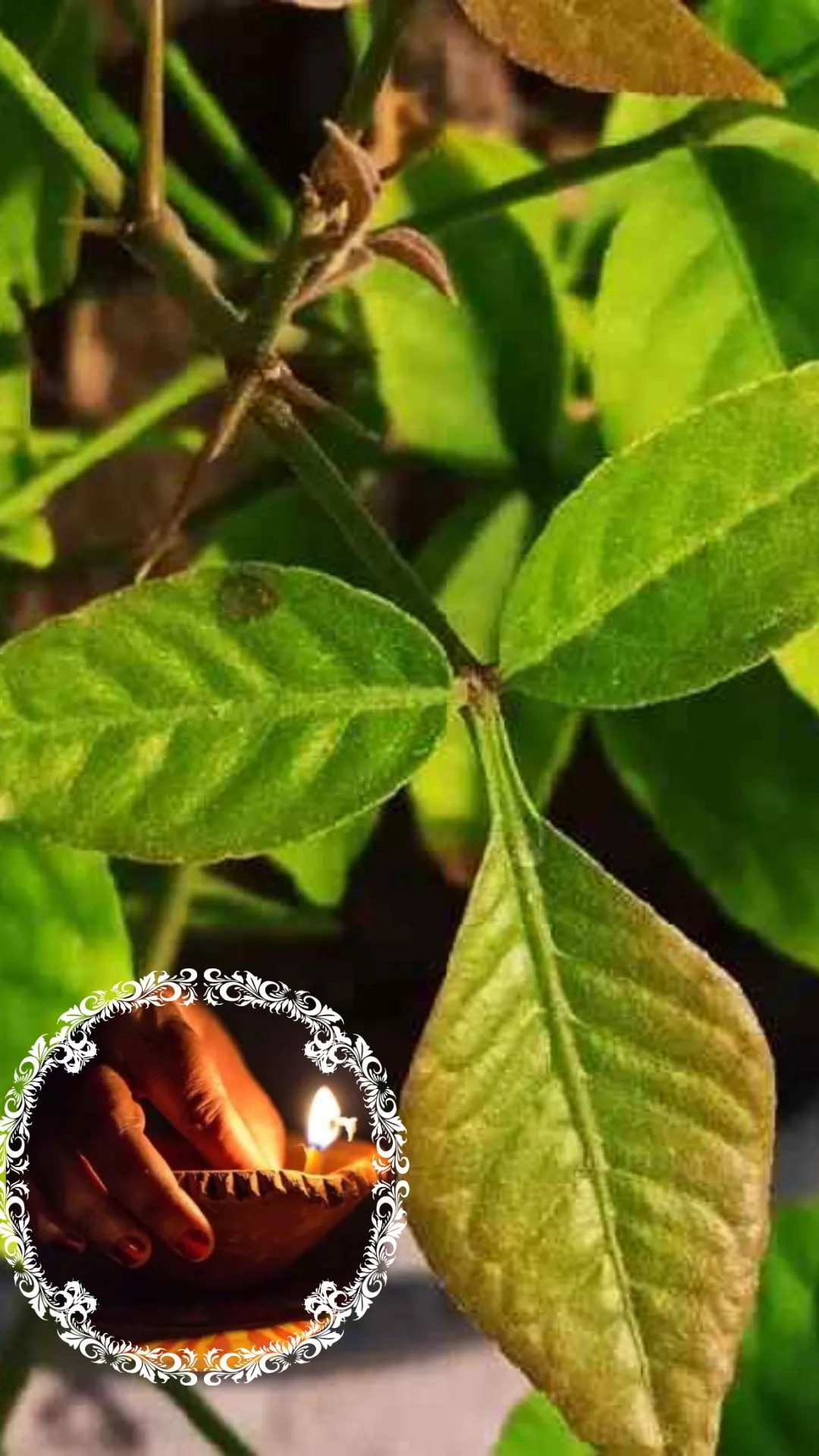 बेल के पेड़ के नीचे किस तेल का दीपक जलाना चाहिए?