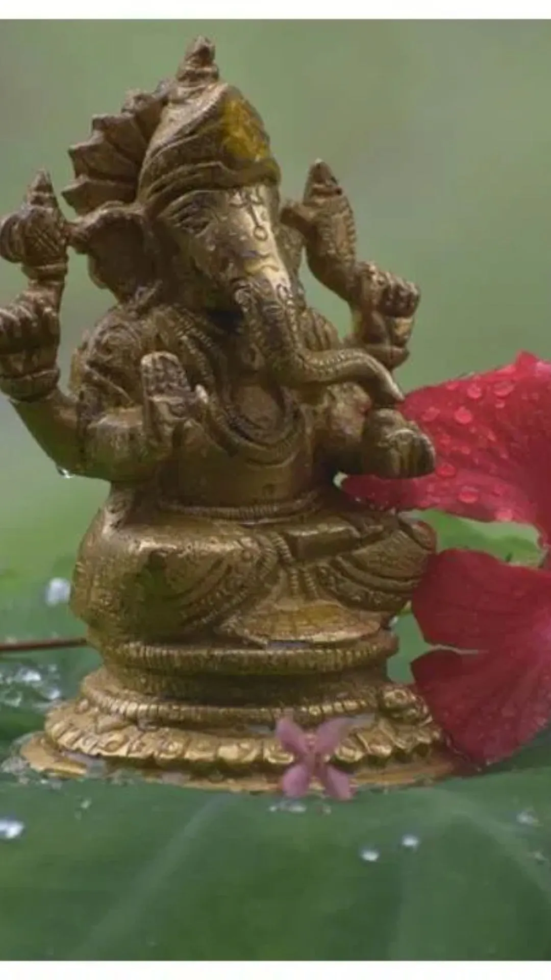 भगवान को फूल धोकर चढ़ाना चाहिए या नहीं?