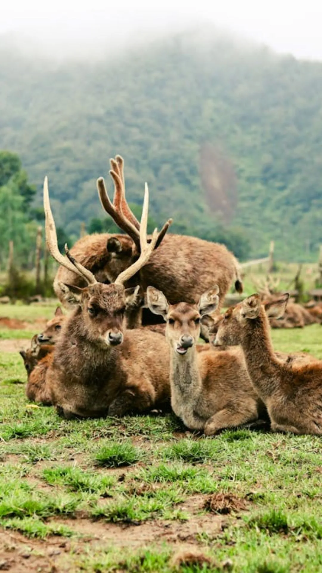 आपको सिर्फ भारत में मिलेंगे ये जंगली जानवर, चौंका देगी ये लिस्ट