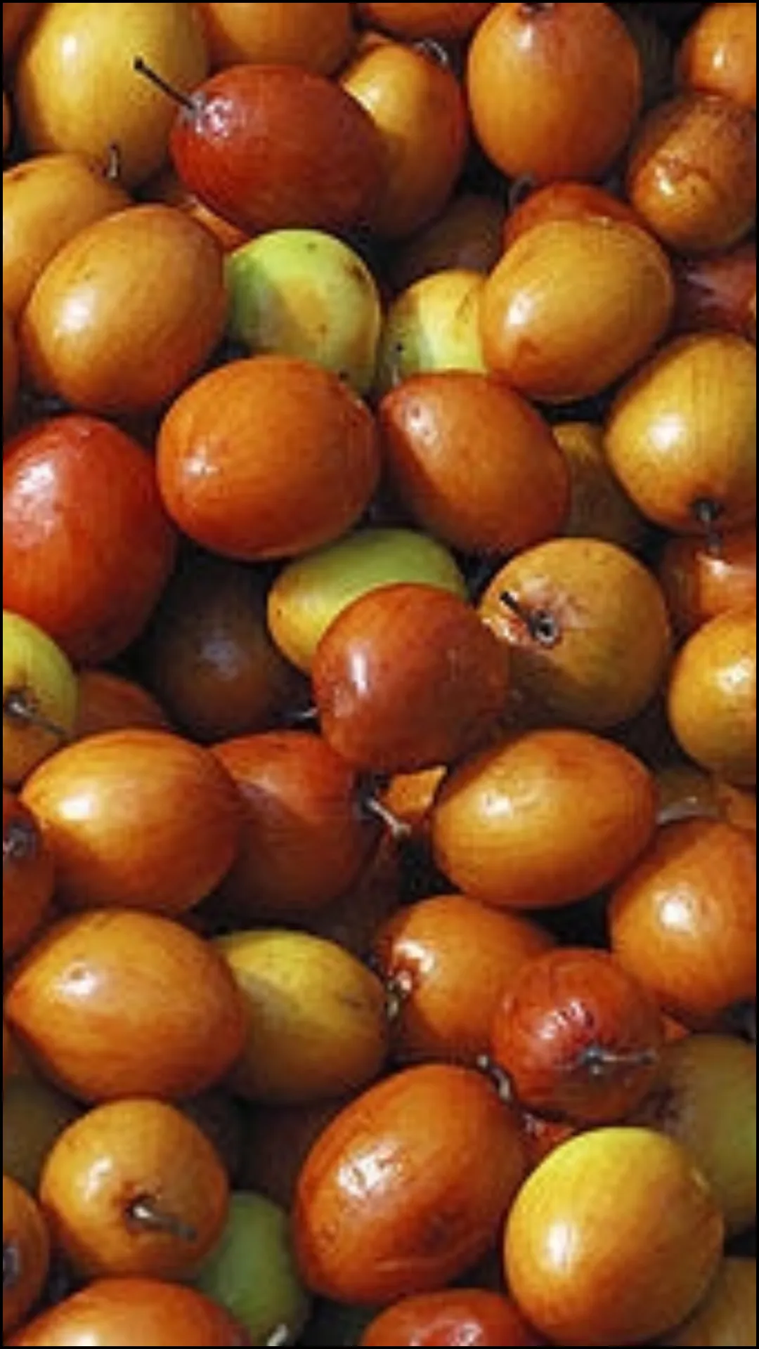 बेर इन लोगों के लिए है अमृत समान, मिलते हैं ये फायदे