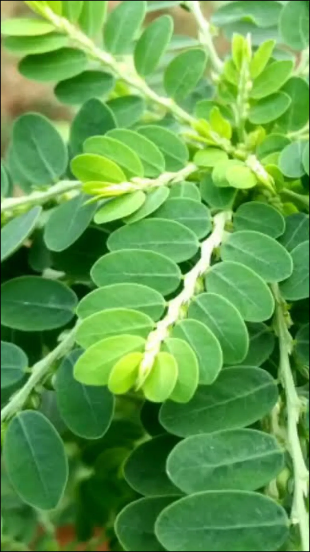 भूमि आंवला की तासीर कैसी होती है?