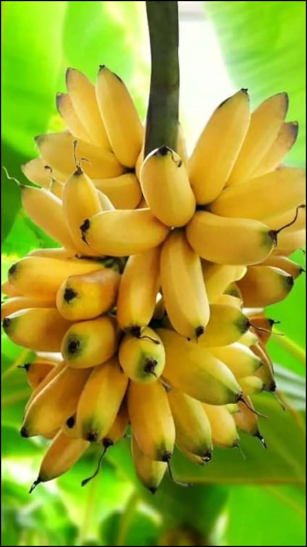 इलायची केला खाने के क्या फायदे हैं?