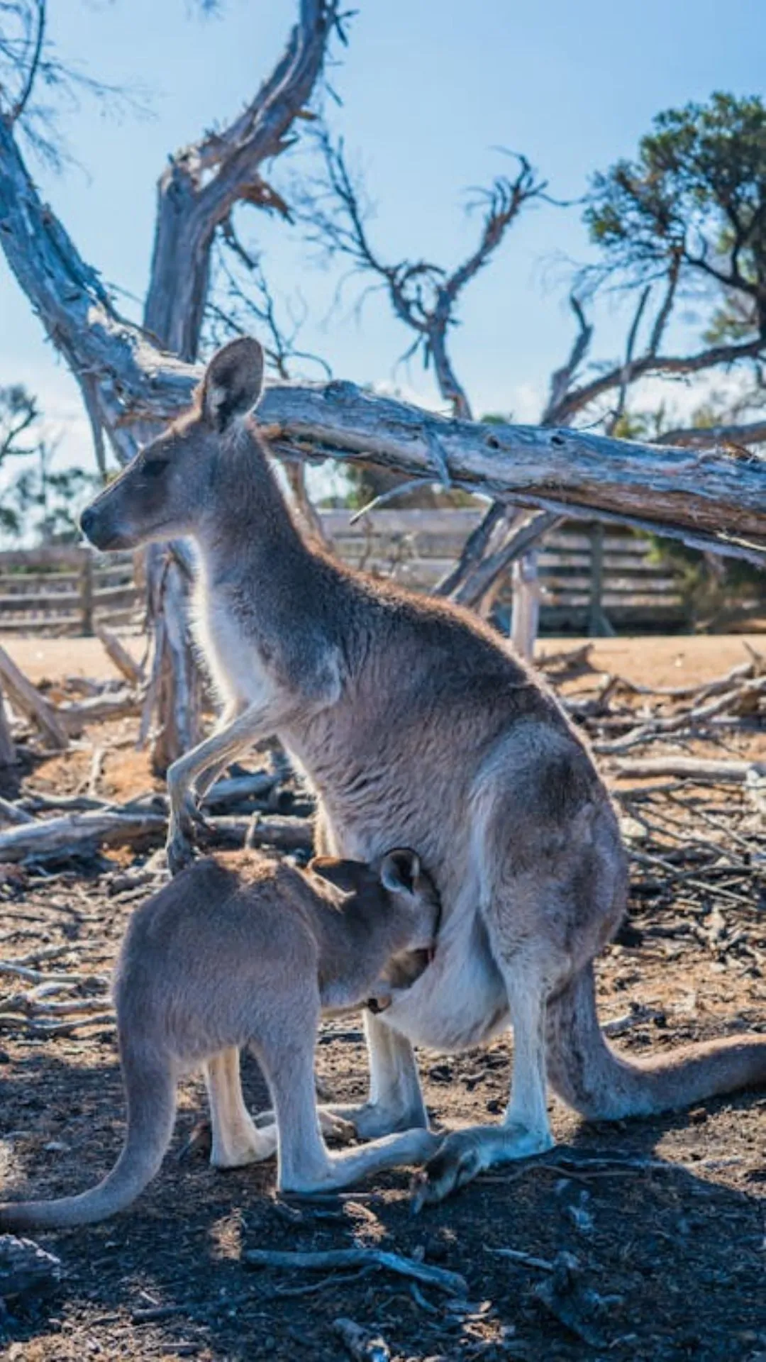 जन्म के समय अंगूर जितने बड़े होते हैं कंगारू! जानें ऐसी ही अनोखी बातें