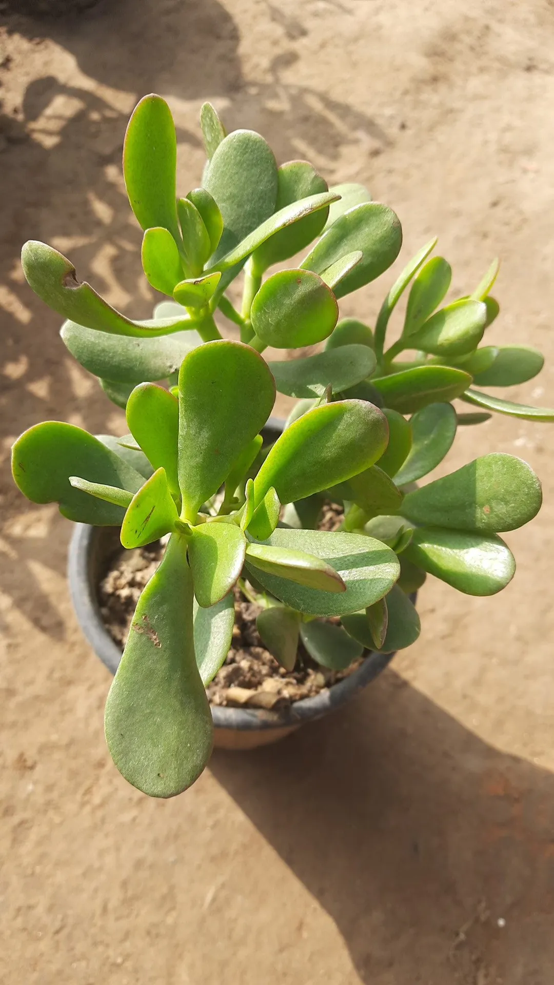 ये पौधा है धन का खजाना, घर में लगाने से पैसों से भर जाती है तिजोरी