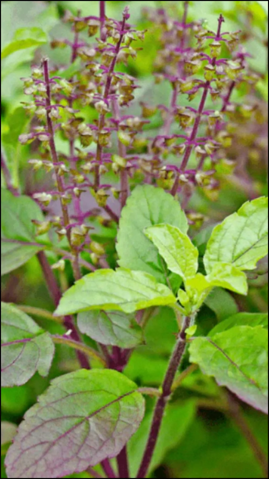 तुलसी के पत्ते खाने से कौन सी बीमारियां दूर होती हैं?