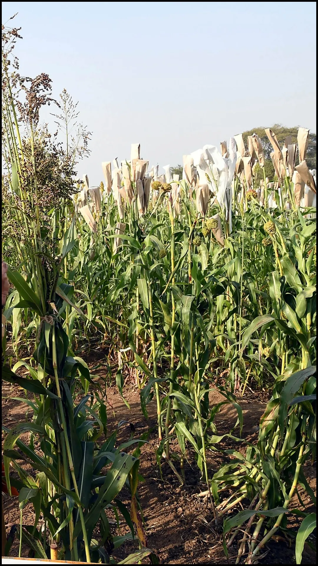 राजस्थान सबसे बड़ा राज्य, लेकिन यहां सबसे ज्यादा जमीन पर होती है खेती