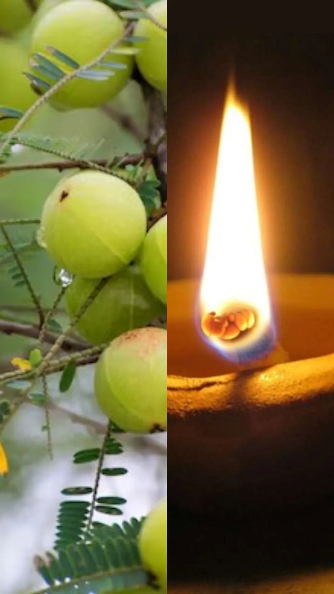 आंवले के पेड़ के नीचे कौन सा दीपक जलाना चाहिए? जानें