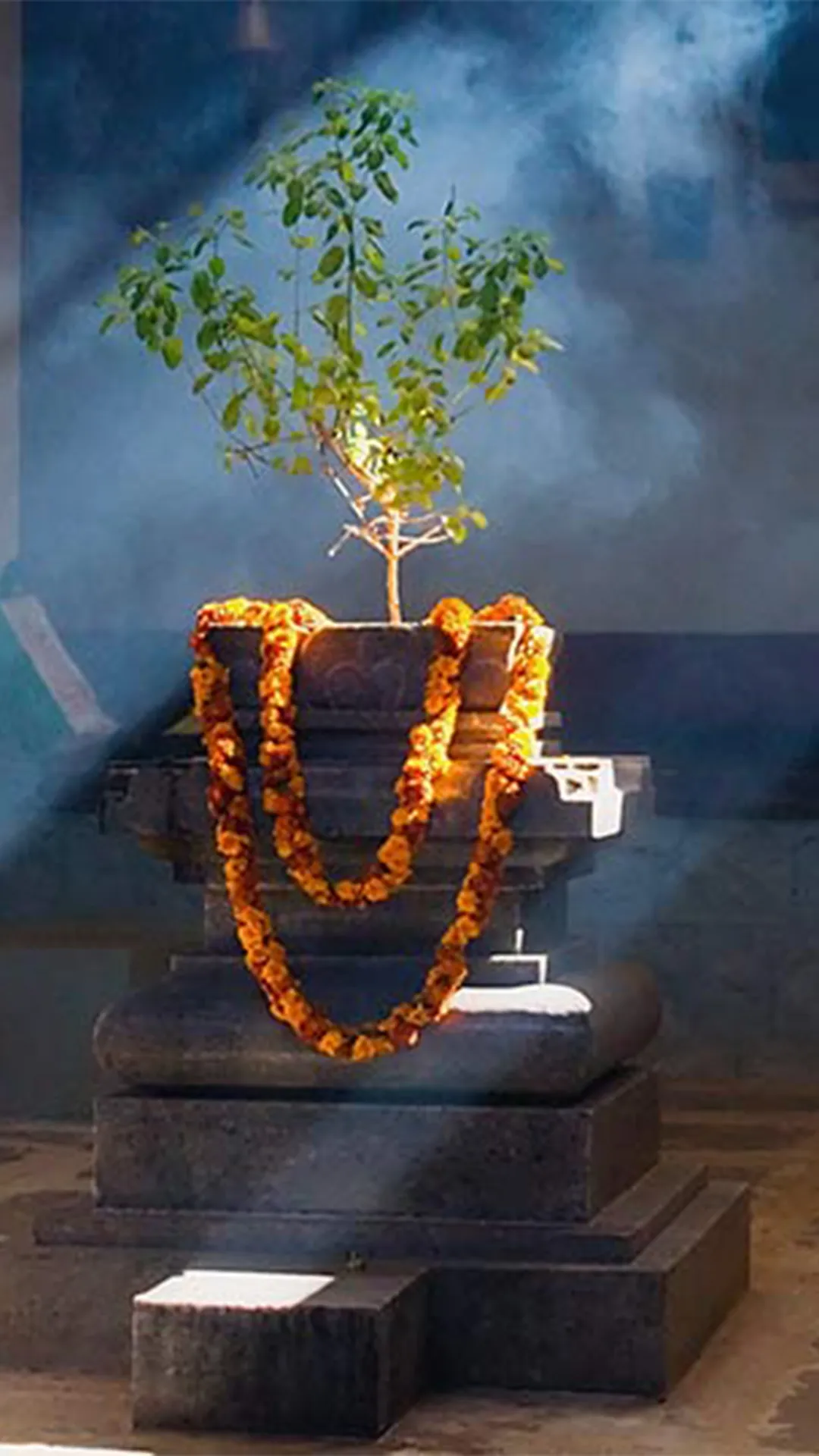 चैत्र माह में करें तुलसी के ये उपाय, घर में बनी रहेगी सुख-समृद्धि