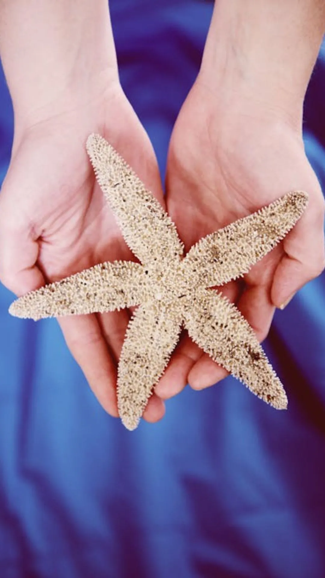 इन जानवरों के मुंह में नहीं होते हैं दांत