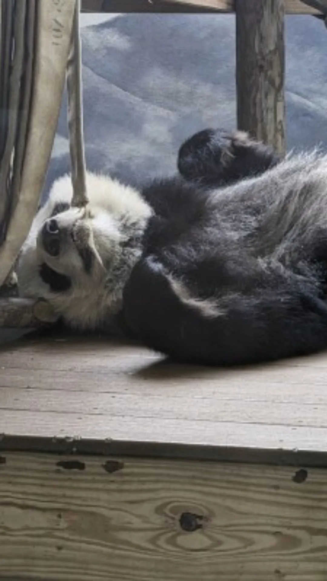 क्या आप उन जानवरों और पक्षियों के बारे में जानते हैं जो दिन का ज्यादातर समय सोते हुए बिताते हैं? चलिए हम बताते हैं।