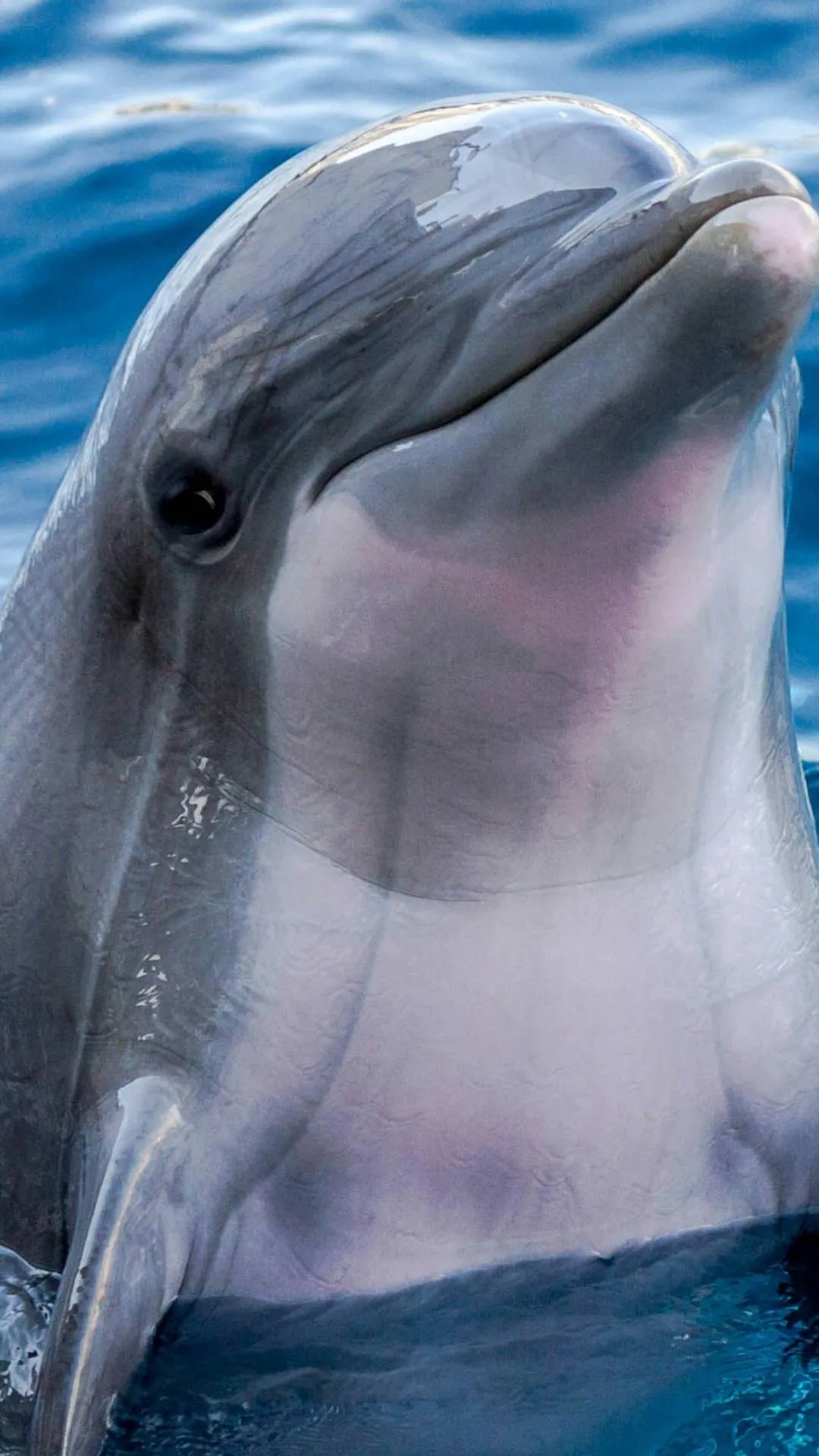 अब आप डॉल्फिन से कर पाएंगे बात, Google ला रहा नया AI मॉडल