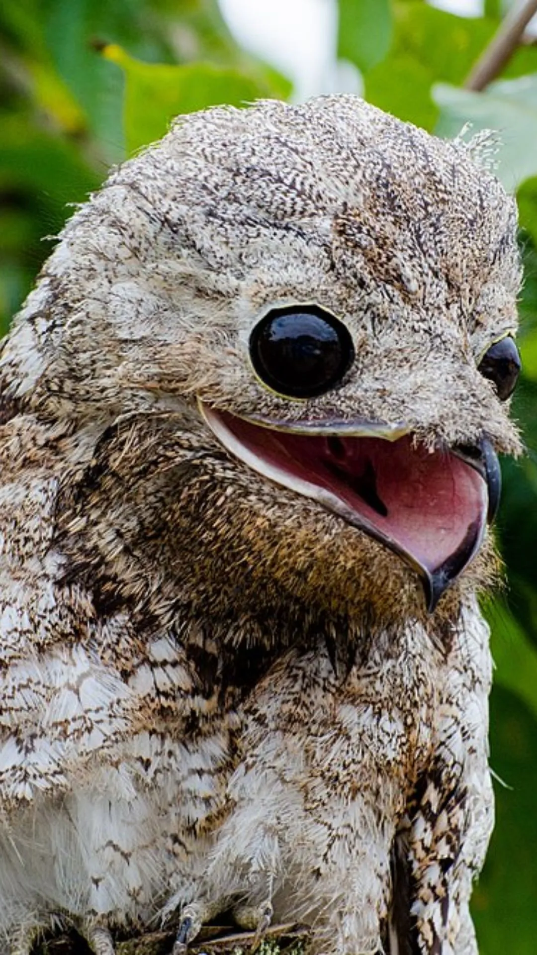 आंखें बंद होने पर भी सब देख सकती है ये चिड़िया