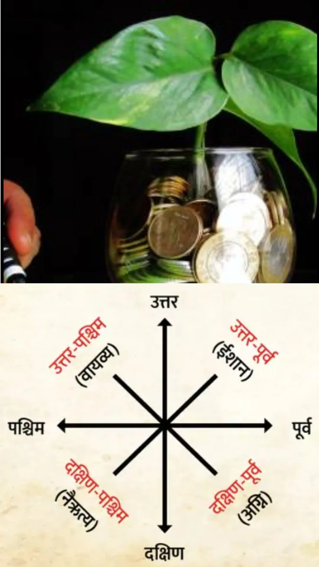 Vastu Tips: मनी प्लांट रखने की सही दिशा क्या है?