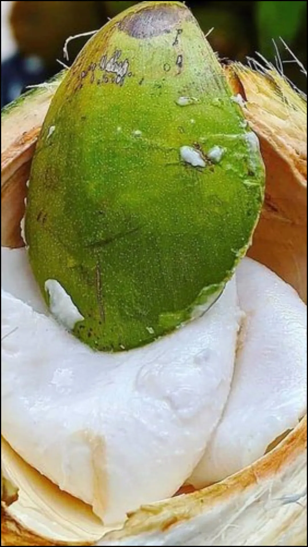 नारियल की मलाई खाने के फायदे