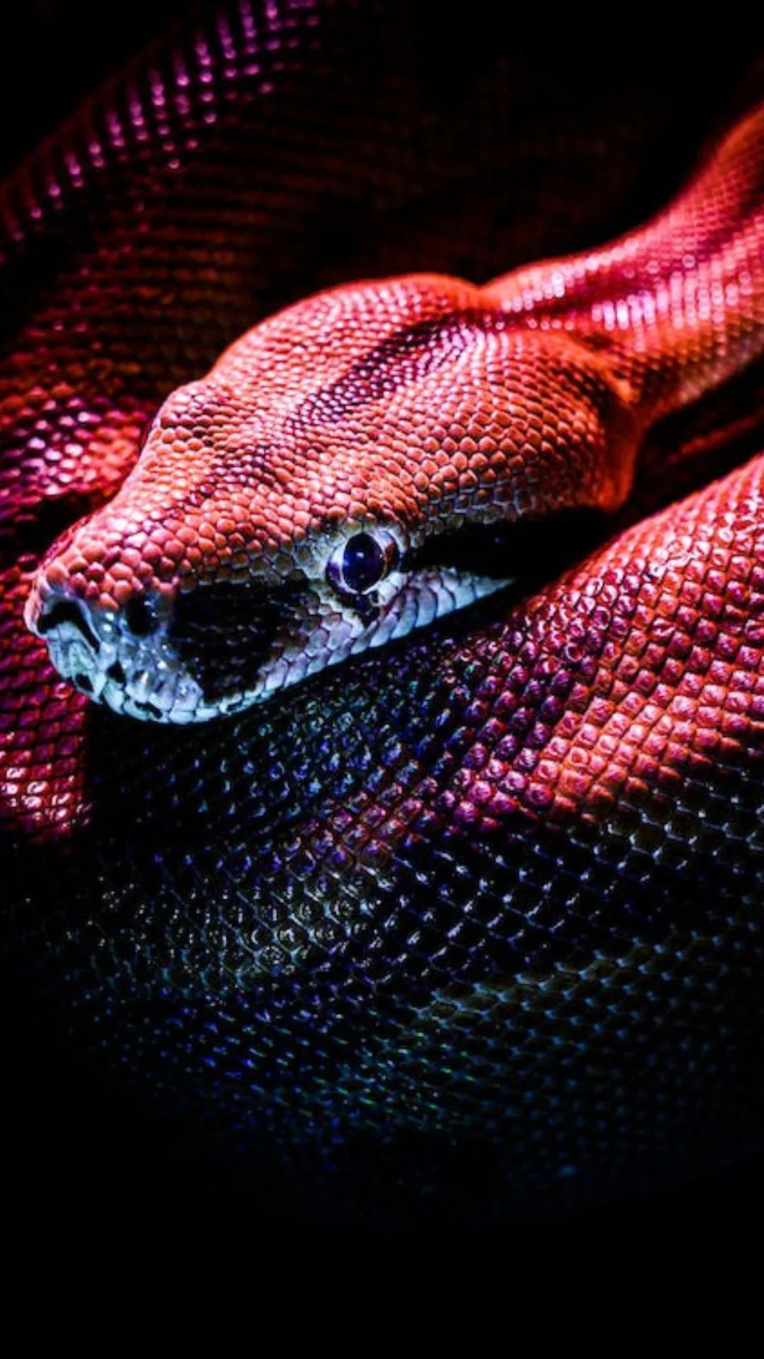 भारत का ऐसा प्रदेश, जहां न सांप मिलेगा न कुत्ता