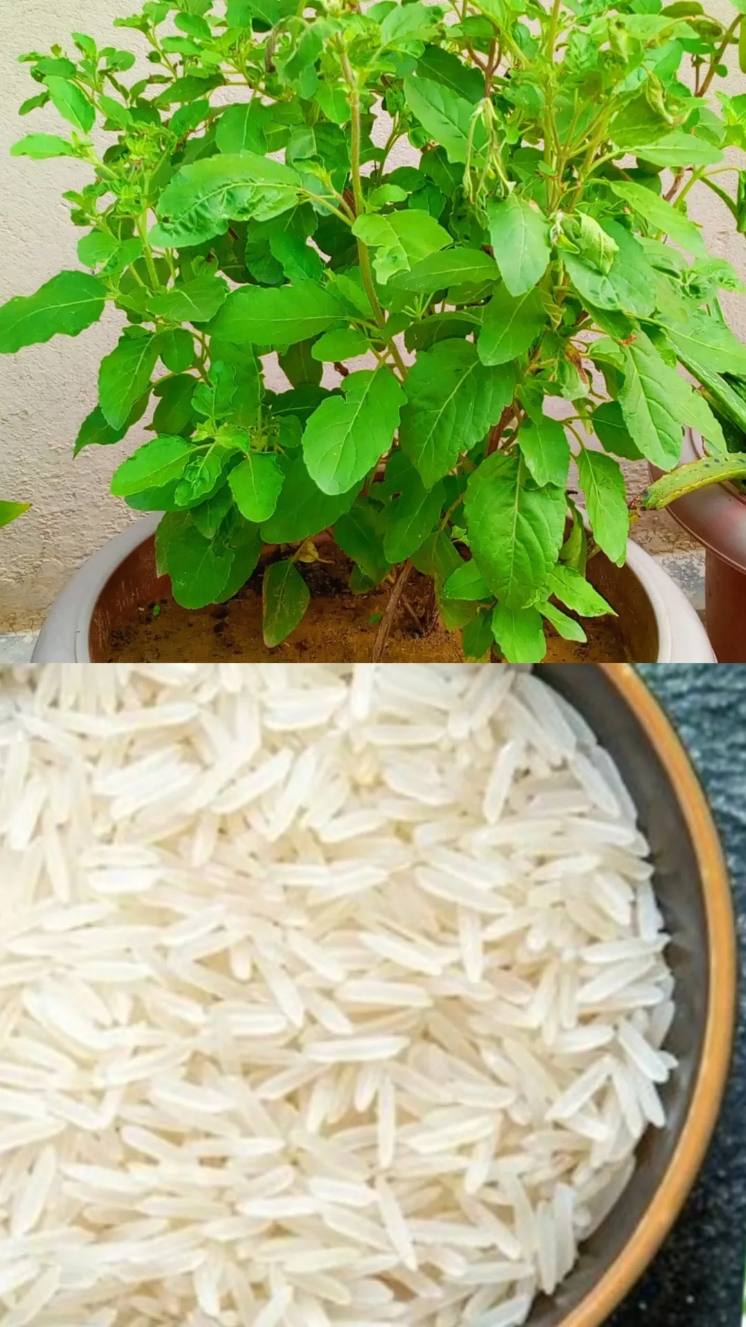तुलसी के पौधे पर चावल चढ़ाने चाहिए या नहीं? जानें
