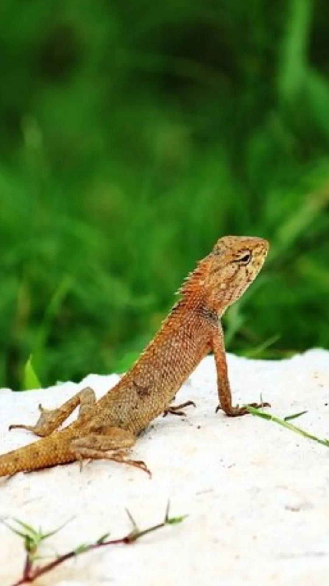 सिर पर छिपकली गिरना किस बात का संकेत देता है? जानिए