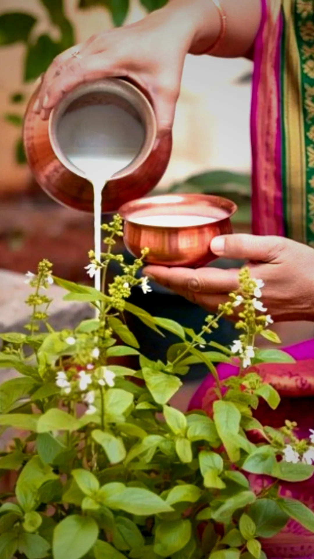 गुरुवार को तुलसी में दूध चढ़ाने से क्या होता है?