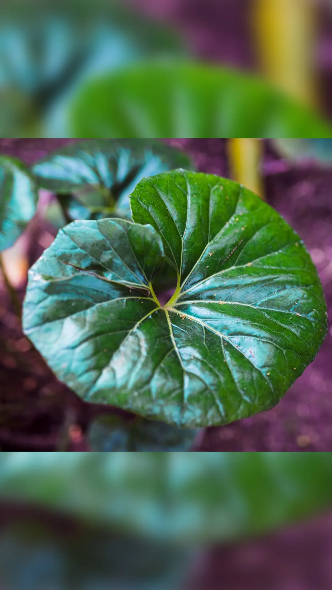 पान के पत्ते चबाने से शरीर पर क्या असर पड़ता है?