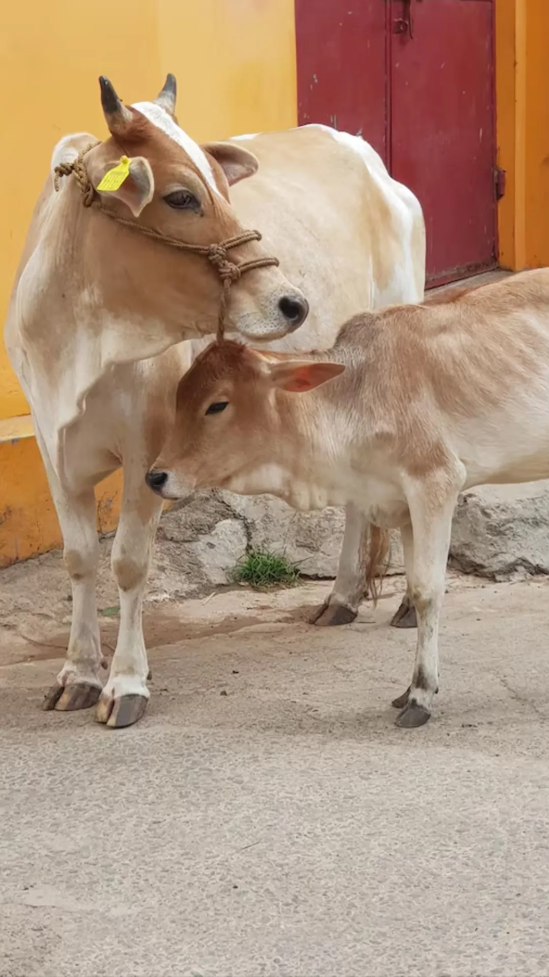 गाय या भैंस, भारत में किसके दूध का ज्यादा है उत्पादन?