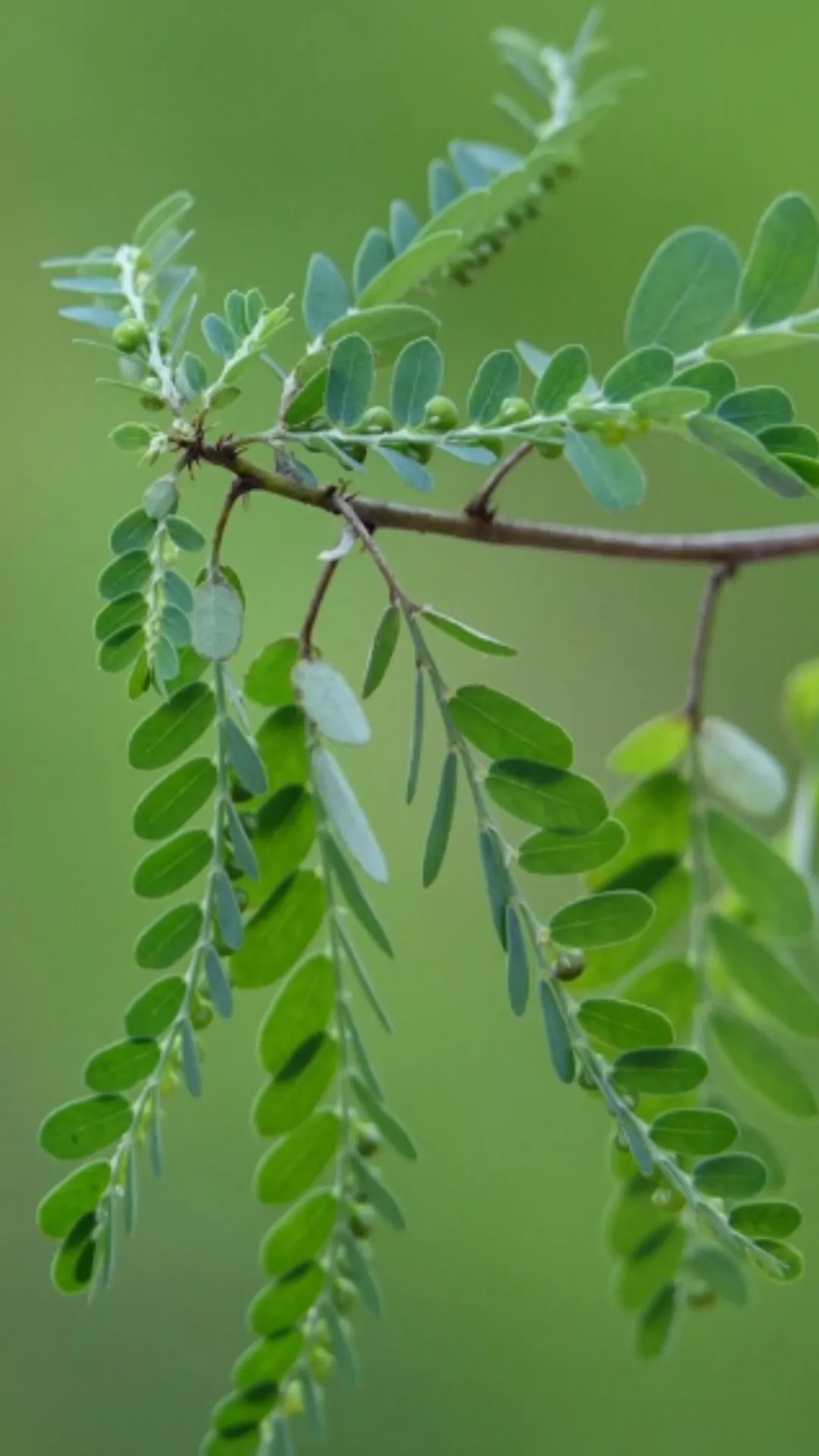 मोरिंगा के पत्ते चबाना, शरीर के किस अंग के लिए फायदेमंद