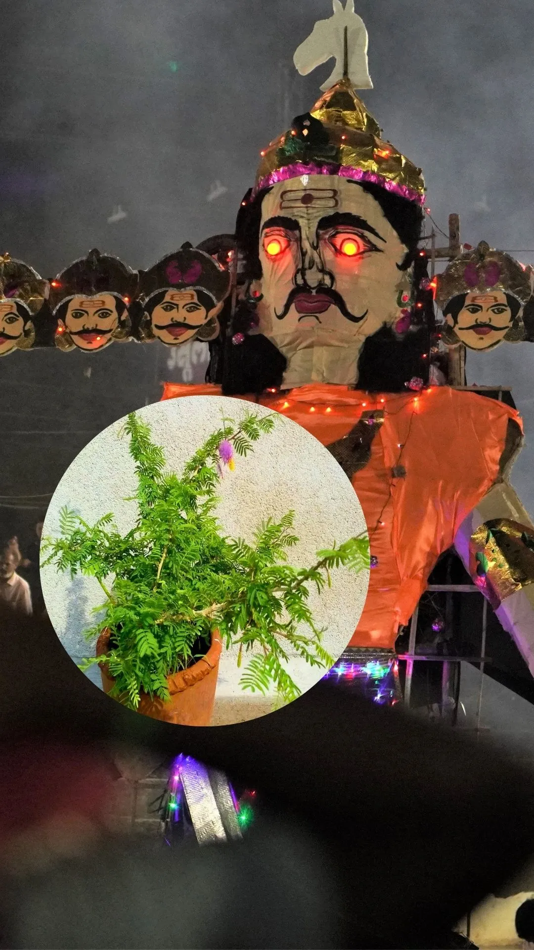 दशहरा पर शमी का पौधा लगाने से क्या होता है? पांडवों का इससे क्या है कनेक्शन 