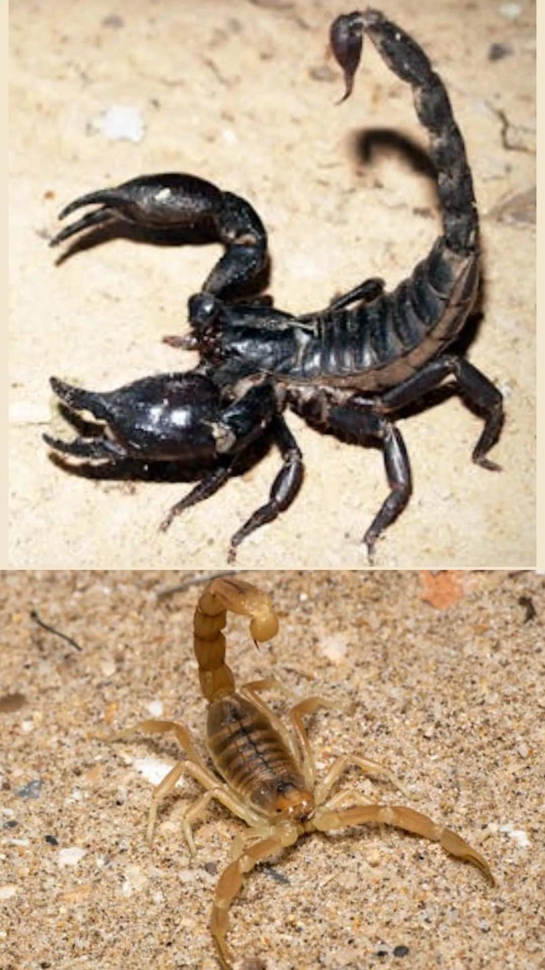 बिच्छू एक बार में कितने बच्चे दे सकता है, जवाब सुनकर दिमाग घूम जाएगा 