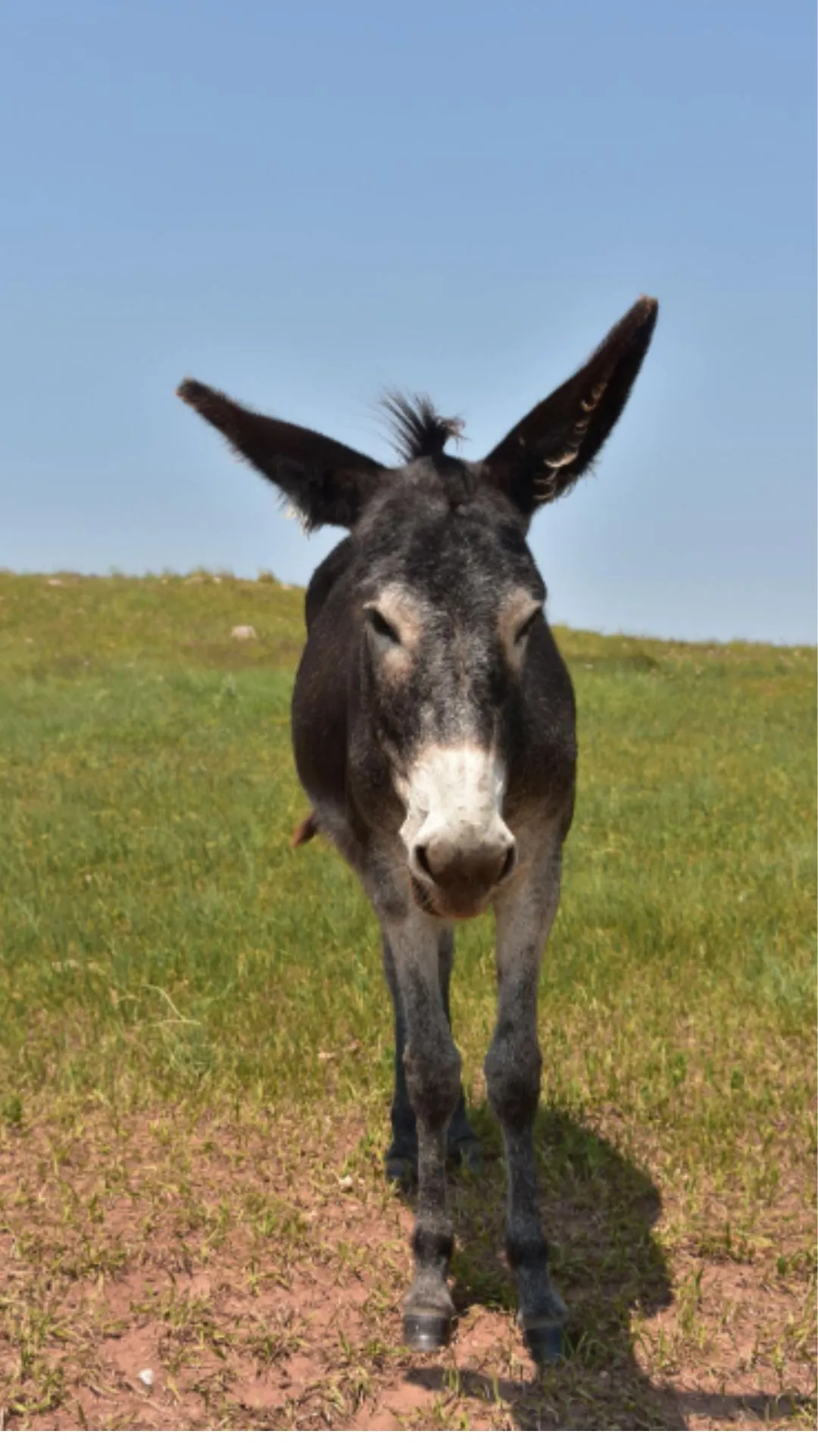 सफलता की राहें हो जाएगी आसान, अगर आपने सीख लिए गधे के ये 10 गुण