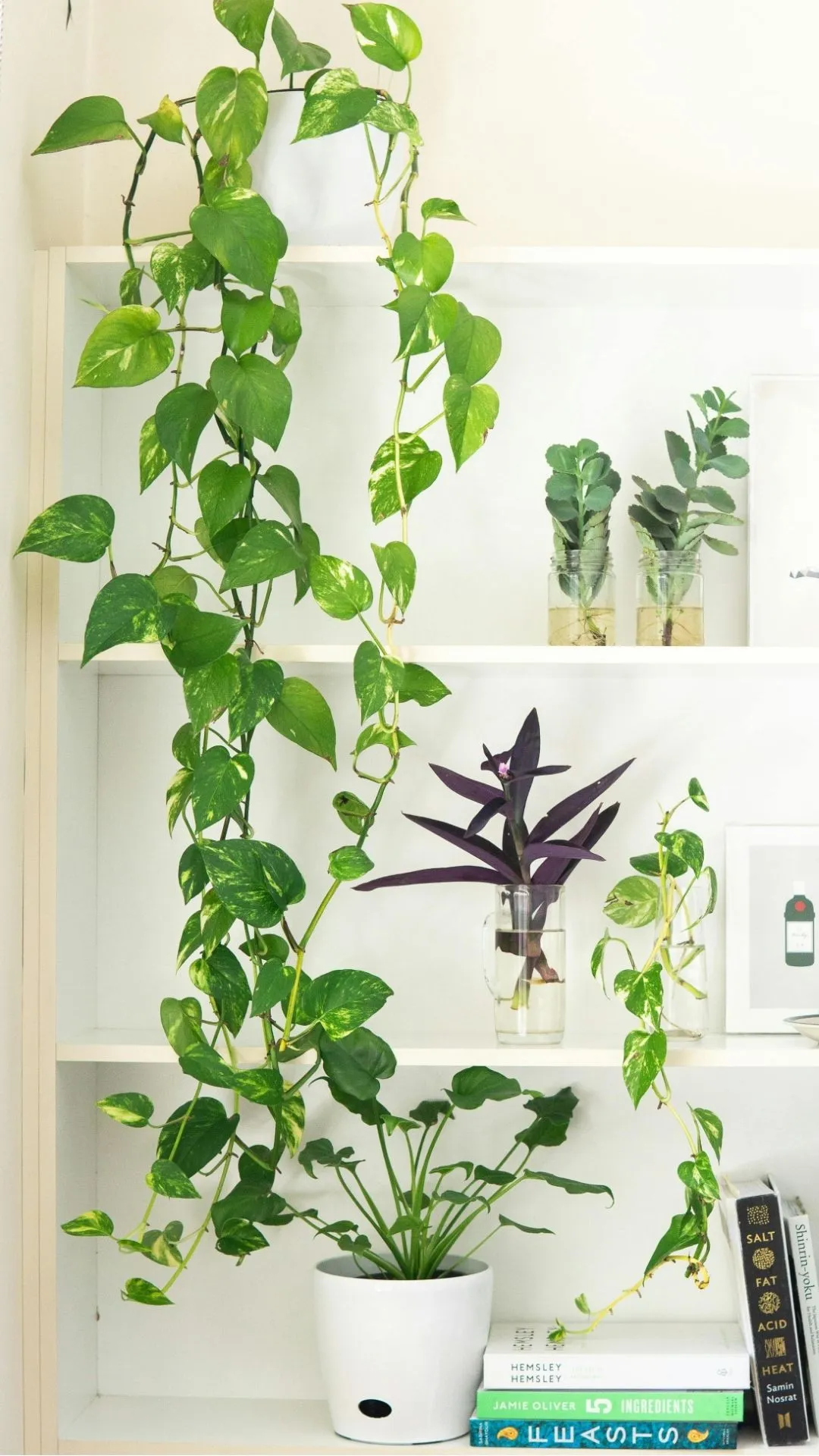 मनी प्लांट लगा लेने भर से पैसा नहीं आएगी, सही दिशा में रखना होगा, तब मिलेगी बरकत! 