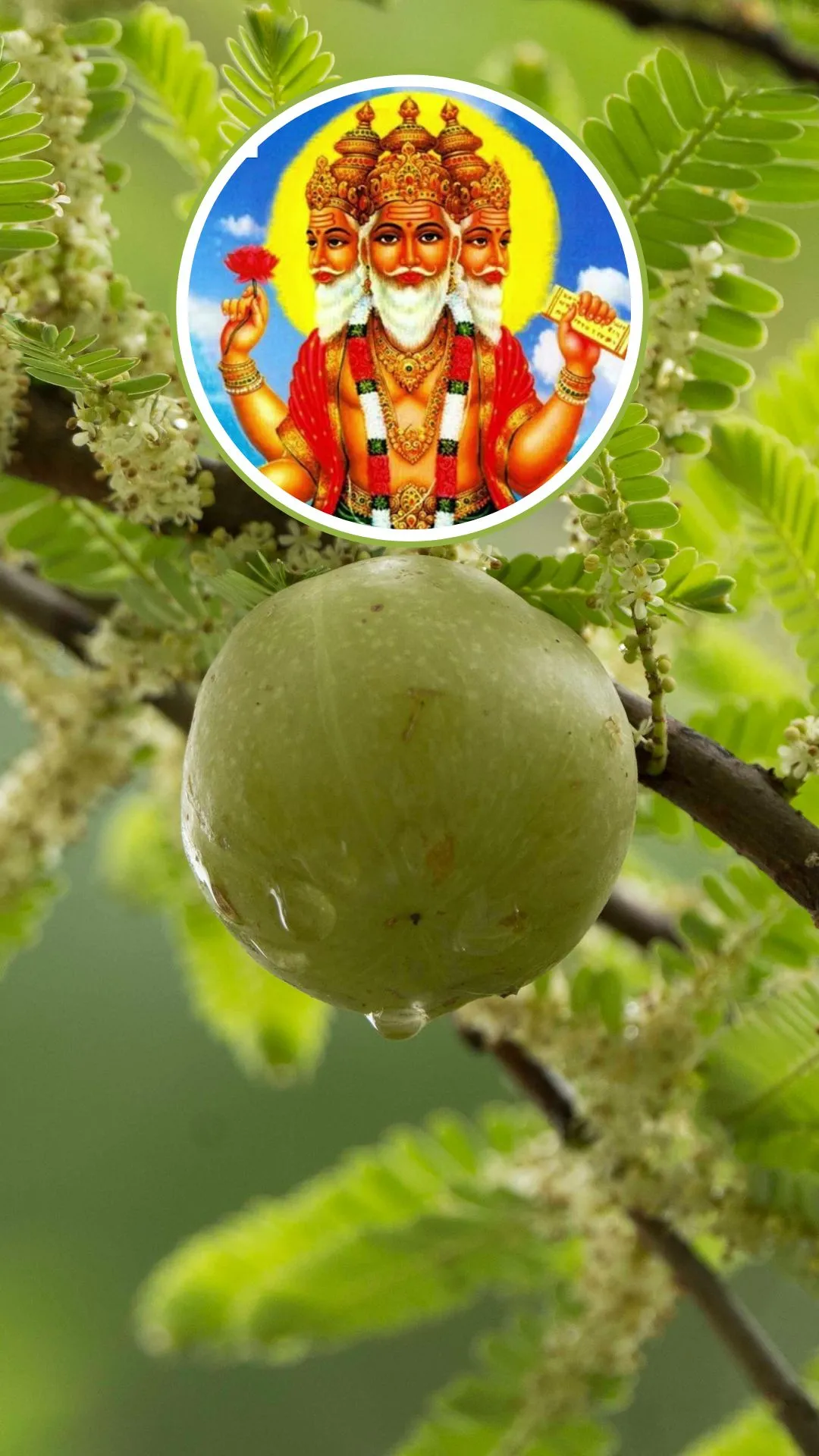 संसार का सबसे पहला फल जिसकी उत्पत्ति ब्रह्माजी के आंसुओं से हुई थी, भगवान विष्णु का है अति प्रिय