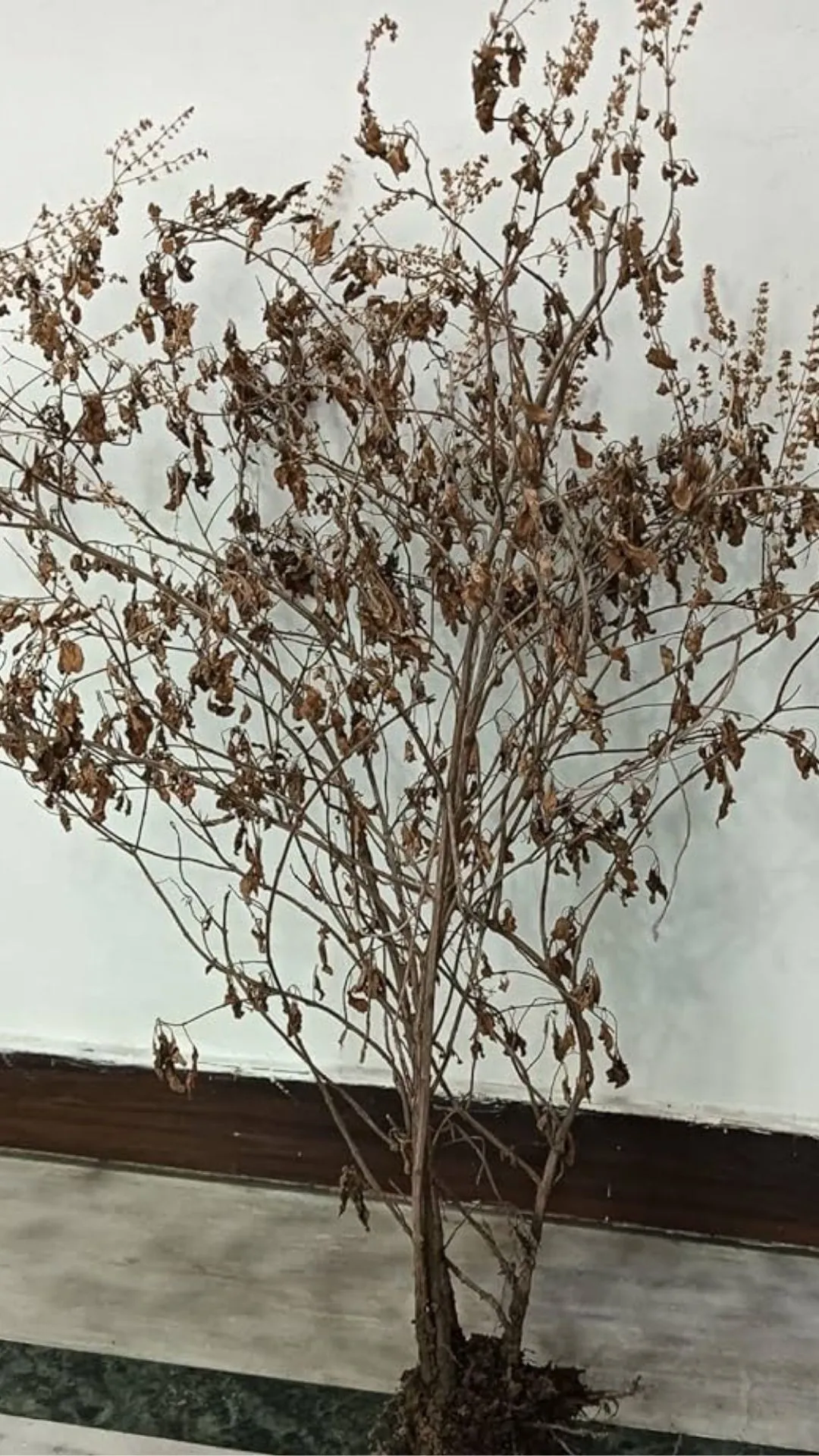 तुलसी मुरझाई तो घर में बढ़ सकती है नकारात्मक ऊर्जा! जानें कारण और उपाय 