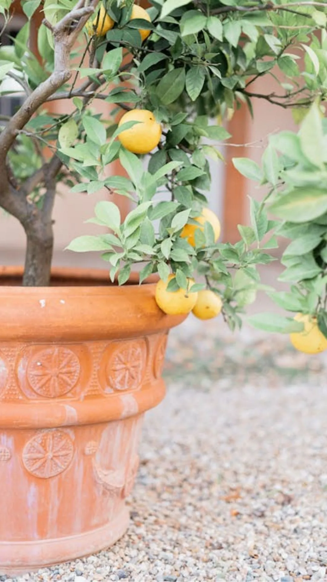 Vastu Tips: नींबू का पौधा बढ़ाएगा सौभाग्य या लाएगा अशुभ असर? जानिए शुभ दिशा और वास्तु नियम