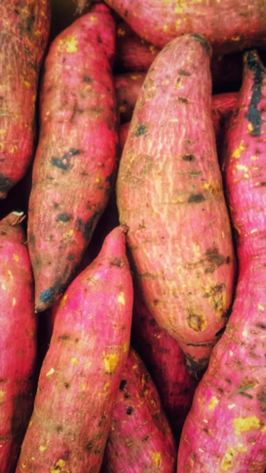 शकरकंदी की तासीर कैसी होती है?