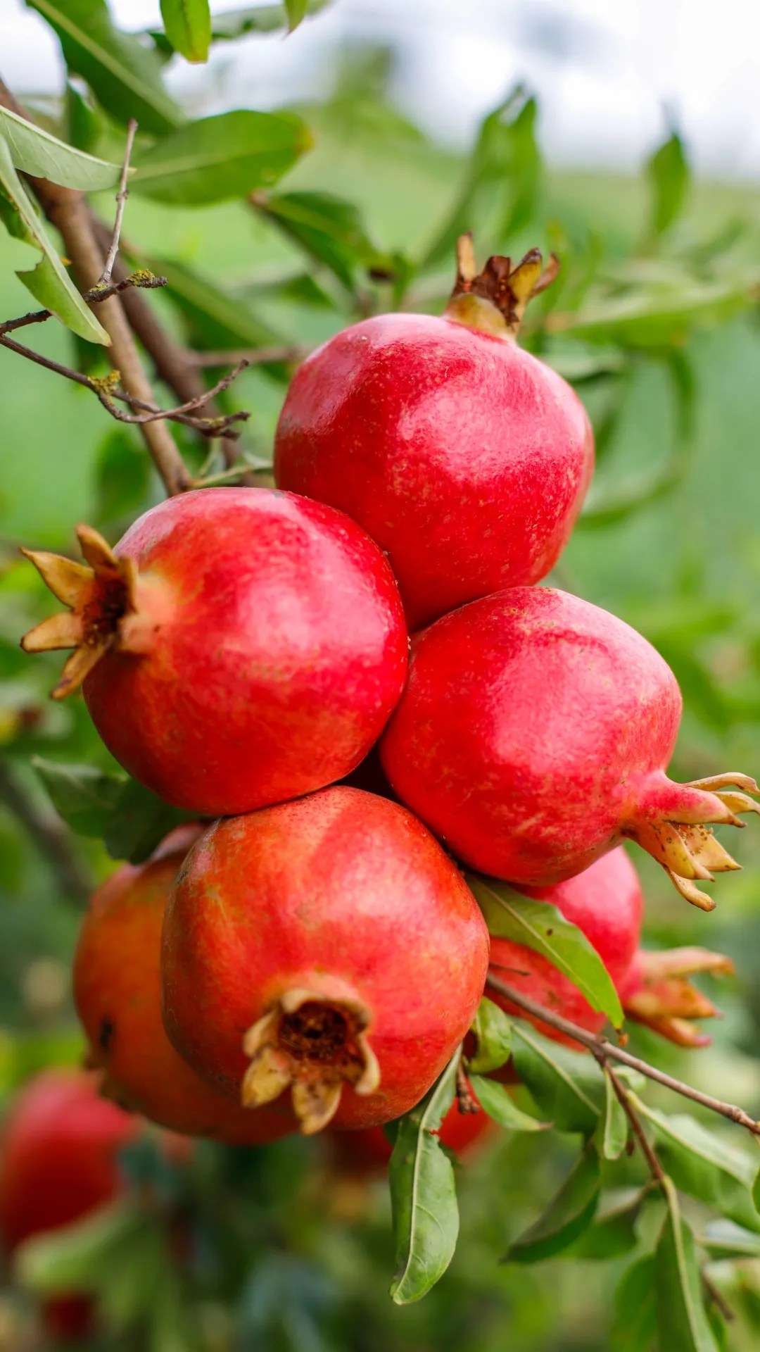 अनार में कौन सा विटामिन पाया जाता है?