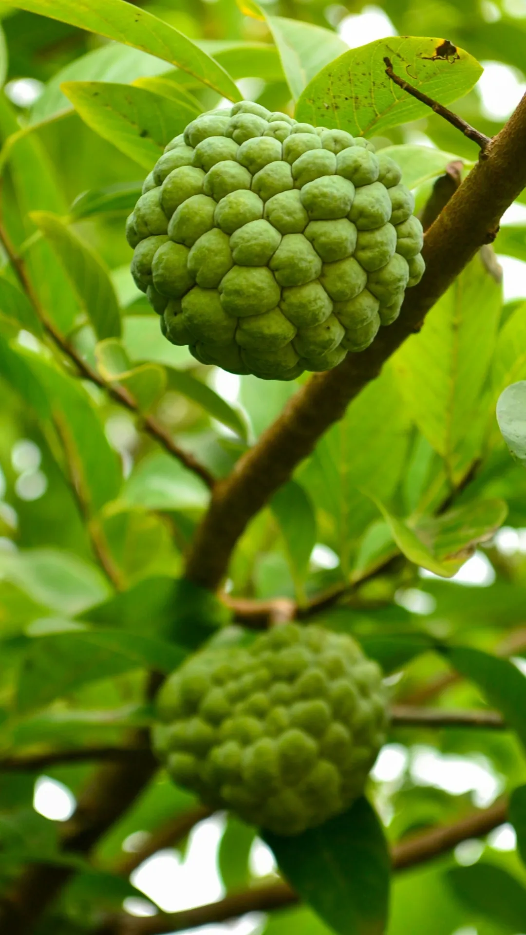 सीताफल मीठा है या फीका कैसे पहचानें?