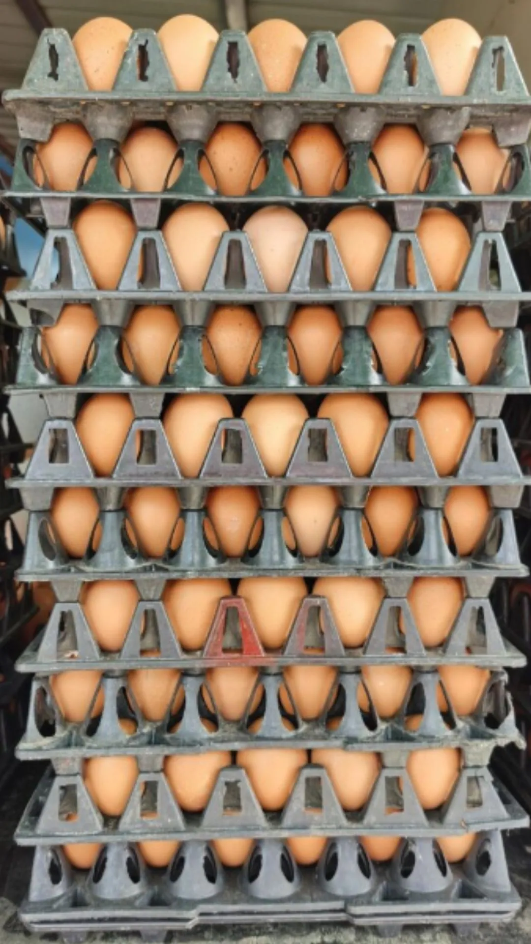 सुबह-शाम खाते हैं अंडे तो फिर बताइए इसका संस्कृत नाम, सुनकर हंसी नहीं रुकेगी