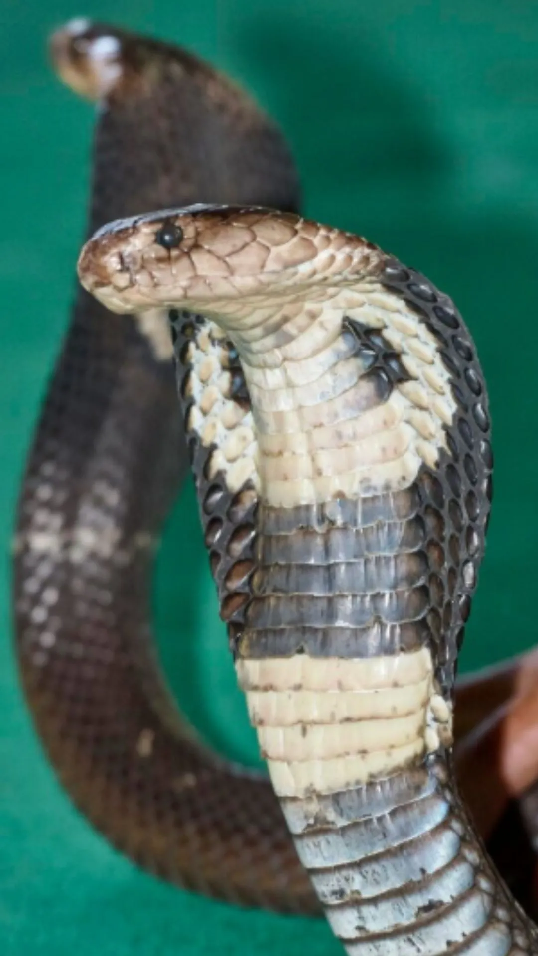 कोबरा और किंग कोबरा में क्या अंतर है, 100 में से 99 लोग नहीं जानते 